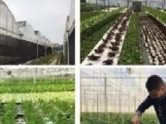 环境污染促使植物工厂在中国